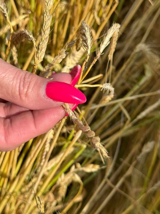 Gmina Lesniowice szacuje straty po gradobiciu. Wizja lokalna z udziałem przedstawicieli wojewody [ZDJĘCIA]