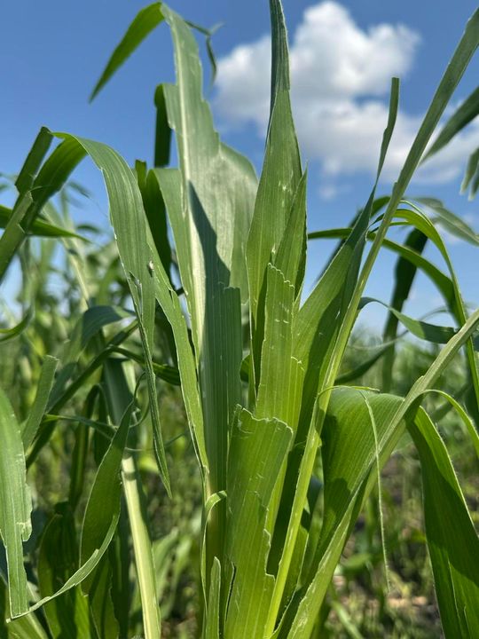 Gmina Lesniowice szacuje straty po gradobiciu. Wizja lokalna z udziałem przedstawicieli wojewody [ZDJĘCIA]