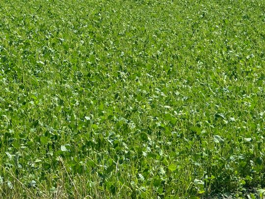 Gmina Lesniowice szacuje straty po gradobiciu. Wizja lokalna z udziałem przedstawicieli wojewody [ZDJĘCIA]