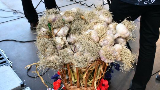 Święto czosnku w Płonce 2025