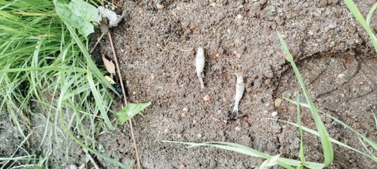 Co się dzieje w zbiorniku "Stańków" w gminie Chełm? Pół tony martwych ryb! Przyducha czy coś więcej? [ZDJĘCIA]