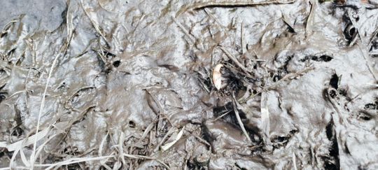 Co się dzieje w zbiorniku "Stańków" w gminie Chełm? Pół tony martwych ryb! Przyducha czy coś więcej? [ZDJĘCIA]