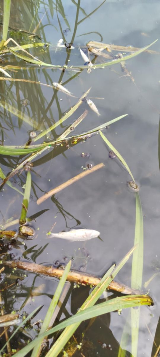 Co się dzieje w zbiorniku "Stańków" w gminie Chełm? Pół tony martwych ryb! Przyducha czy coś więcej? [ZDJĘCIA]