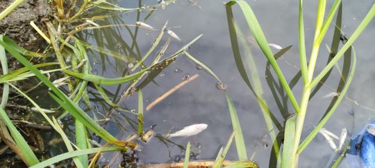 Co się dzieje w zbiorniku "Stańków" w gminie Chełm? Pół tony martwych ryb! Przyducha czy coś więcej? [ZDJĘCIA]