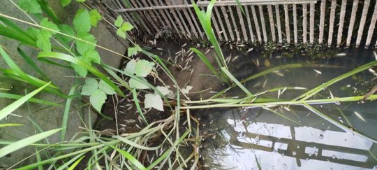 Co się dzieje w zbiorniku "Stańków" w gminie Chełm? Pół tony martwych ryb! Przyducha czy coś więcej? [ZDJĘCIA]