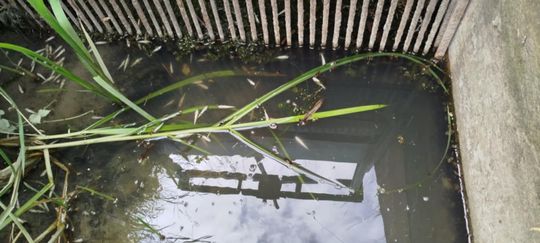 Co się dzieje w zbiorniku "Stańków" w gminie Chełm? Pół tony martwych ryb! Przyducha czy coś więcej? [ZDJĘCIA]