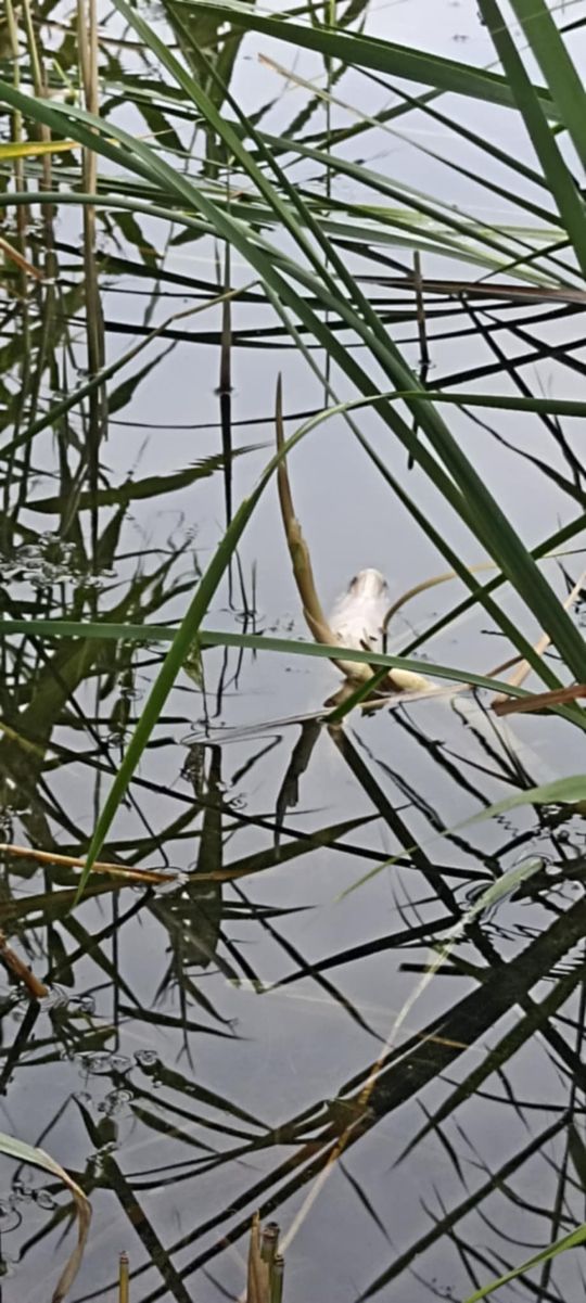 Co się dzieje w zbiorniku "Stańków" w gminie Chełm? Pół tony martwych ryb! Przyducha czy coś więcej? [ZDJĘCIA]