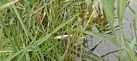 Co się dzieje w zbiorniku "Stańków" w gminie Chełm? Pół tony martwych ryb! Przyducha czy coś więcej? [ZDJĘCIA]