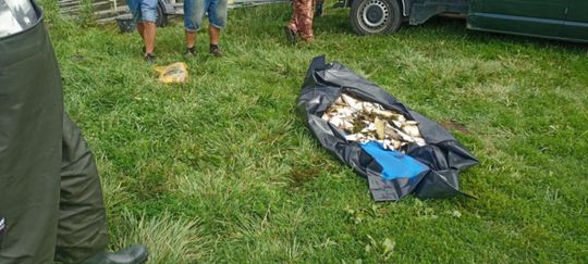 Co się dzieje w zbiorniku "Stańków" w gminie Chełm? Pół tony martwych ryb! Przyducha czy coś więcej? [ZDJĘCIA]