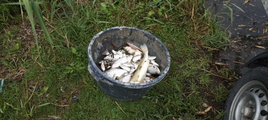 Co się dzieje w zbiorniku "Stańków" w gminie Chełm? Pół tony martwych ryb! Przyducha czy coś więcej? [ZDJĘCIA]