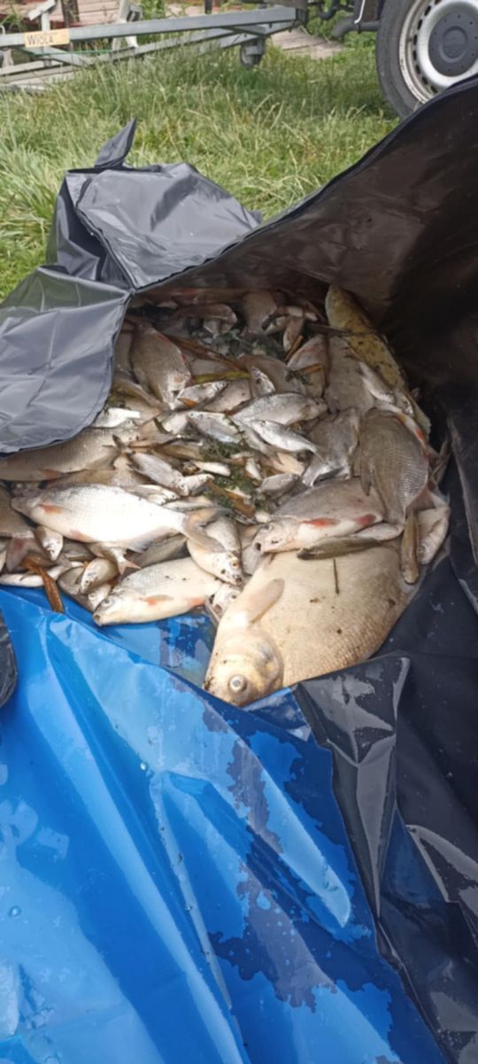 Co się dzieje w zbiorniku "Stańków" w gminie Chełm? Pół tony martwych ryb! Przyducha czy coś więcej? [ZDJĘCIA]