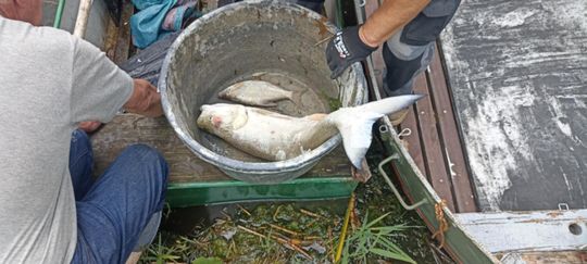 Co się dzieje w zbiorniku "Stańków" w gminie Chełm? Pół tony martwych ryb! Przyducha czy coś więcej? [ZDJĘCIA]