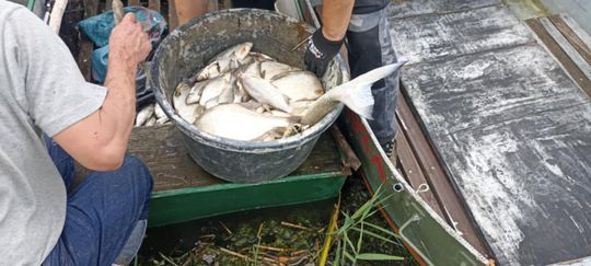 Co się dzieje w zbiorniku "Stańków" w gminie Chełm? Pół tony martwych ryb! Przyducha czy coś więcej? [ZDJĘCIA]