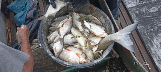 Co się dzieje w zbiorniku "Stańków" w gminie Chełm? Pół tony martwych ryb! Przyducha czy coś więcej? [ZDJĘCIA]