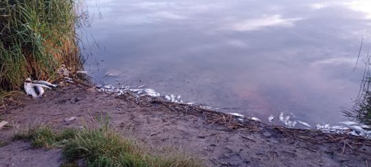 Co się dzieje w zbiorniku "Stańków" w gminie Chełm? Pół tony martwych ryb! Przyducha czy coś więcej? [ZDJĘCIA]