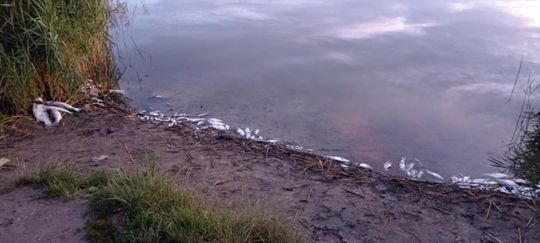 Co się dzieje w zbiorniku "Stańków" w gminie Chełm? Pół tony martwych ryb! Przyducha czy coś więcej? [ZDJĘCIA]