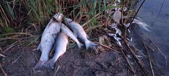 Co się dzieje w zbiorniku "Stańków" w gminie Chełm? Pół tony martwych ryb! Przyducha czy coś więcej? [ZDJĘCIA]