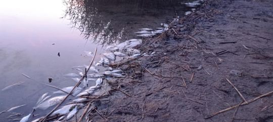 Co się dzieje w zbiorniku "Stańków" w gminie Chełm? Pół tony martwych ryb! Przyducha czy coś więcej? [ZDJĘCIA]