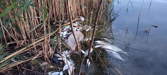 Co się dzieje w zbiorniku "Stańków" w gminie Chełm? Pół tony martwych ryb! Przyducha czy coś więcej? [ZDJĘCIA]