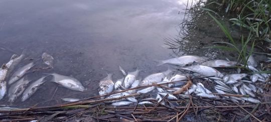 Co się dzieje w zbiorniku "Stańków" w gminie Chełm? Pół tony martwych ryb! Przyducha czy coś więcej? [ZDJĘCIA]
