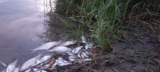 Co się dzieje w zbiorniku "Stańków" w gminie Chełm? Pół tony martwych ryb! Przyducha czy coś więcej? [ZDJĘCIA]
