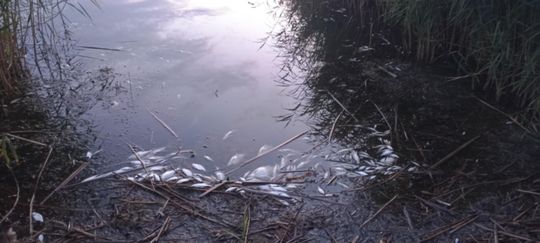 Co się dzieje w zbiorniku "Stańków" w gminie Chełm? Pół tony martwych ryb! Przyducha czy coś więcej? [ZDJĘCIA]