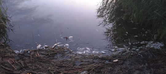 Co się dzieje w zbiorniku "Stańków" w gminie Chełm? Pół tony martwych ryb! Przyducha czy coś więcej? [ZDJĘCIA]