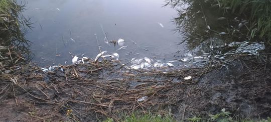 Co się dzieje w zbiorniku "Stańków" w gminie Chełm? Pół tony martwych ryb! Przyducha czy coś więcej? [ZDJĘCIA]