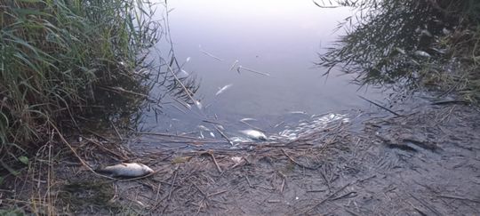 Co się dzieje w zbiorniku "Stańków" w gminie Chełm? Pół tony martwych ryb! Przyducha czy coś więcej? [ZDJĘCIA]