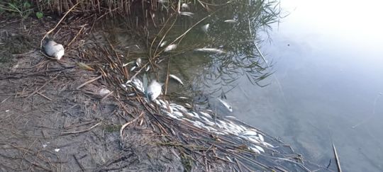 Co się dzieje w zbiorniku "Stańków" w gminie Chełm? Pół tony martwych ryb! Przyducha czy coś więcej? [ZDJĘCIA]