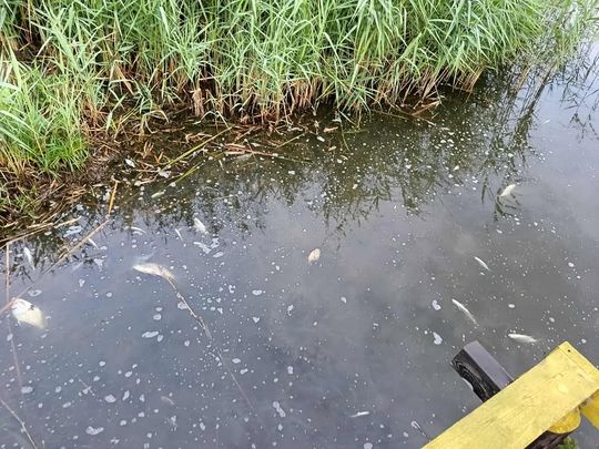 Co się dzieje w zbiorniku "Stańków" w gminie Chełm? Pół tony martwych ryb! Przyducha czy coś więcej? [ZDJĘCIA]