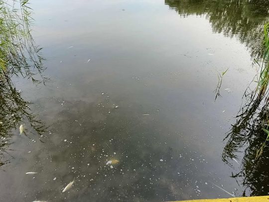 Co się dzieje w zbiorniku "Stańków" w gminie Chełm? Pół tony martwych ryb! Przyducha czy coś więcej? [ZDJĘCIA]