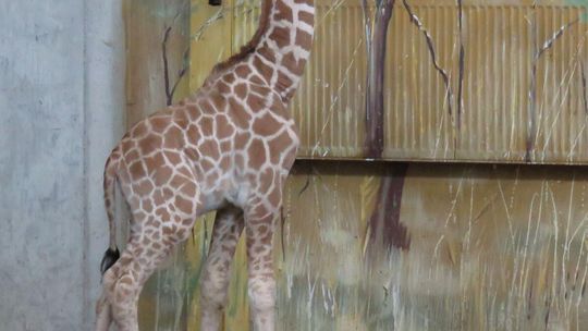 Narodziny w zamojskim zoo. Mamy żyrafę! [ZDJĘCIA]