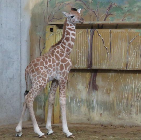 Narodziny w zamojskim zoo. Mamy żyrafę! [ZDJĘCIA]