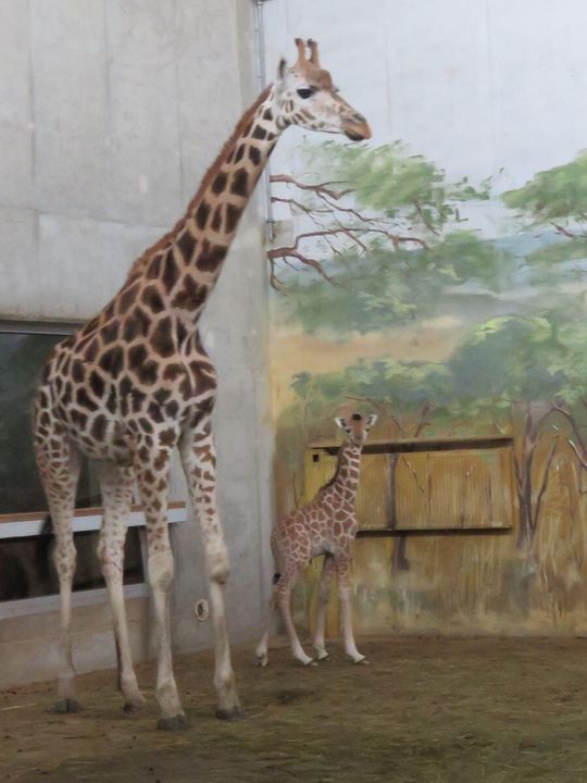 Narodziny w zamojskim zoo. Mamy żyrafę! [ZDJĘCIA]