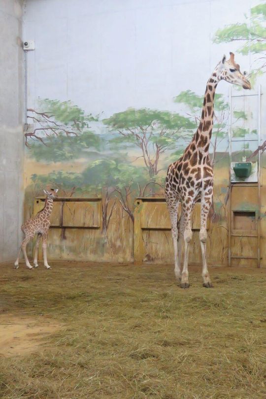 Narodziny w zamojskim zoo. Mamy żyrafę! [ZDJĘCIA]