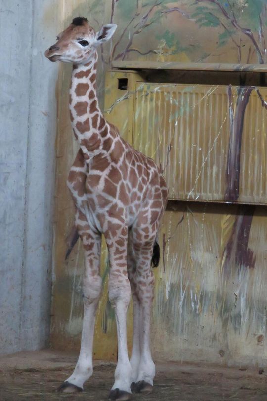 Narodziny w zamojskim zoo. Mamy żyrafę! [ZDJĘCIA]