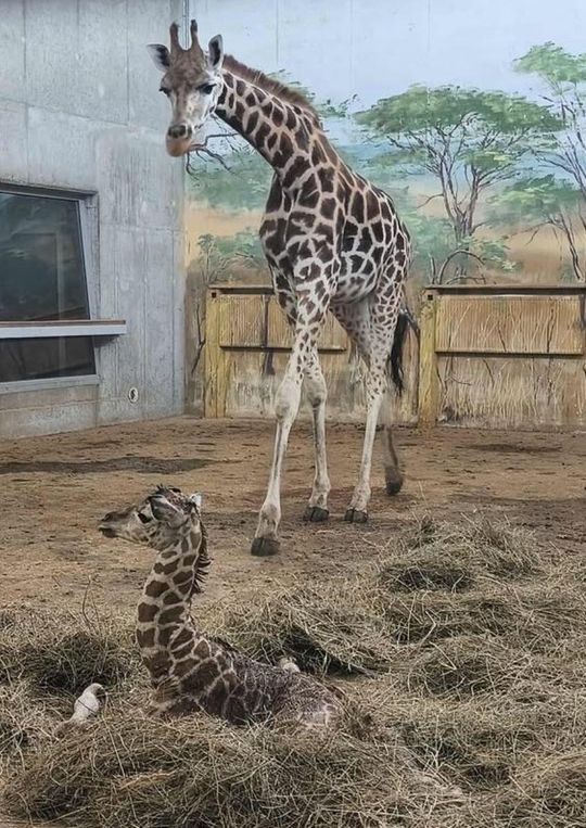 Narodziny w zamojskim zoo. Mamy żyrafę! [ZDJĘCIA]