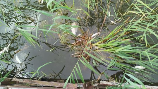 Interwencja radnego Marcina Łopackiego na rzece Uherce i na zbiorniku w Stańkowie [GALERIA ZDJĘĆ]