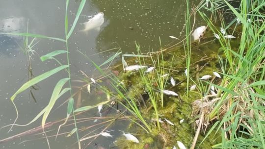 Interwencja radnego Marcina Łopackiego na rzece Uherce i na zbiorniku w Stańkowie [GALERIA ZDJĘĆ]