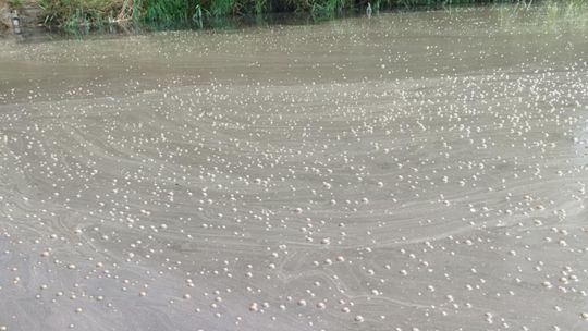 Interwencja radnego Marcina Łopackiego na rzece Uherce i na zbiorniku w Stańkowie [GALERIA ZDJĘĆ]