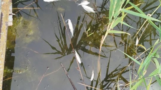 Interwencja radnego Marcina Łopackiego na rzece Uherce i na zbiorniku w Stańkowie [GALERIA ZDJĘĆ]