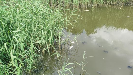 Interwencja radnego Marcina Łopackiego na rzece Uherce i na zbiorniku w Stańkowie [GALERIA ZDJĘĆ]