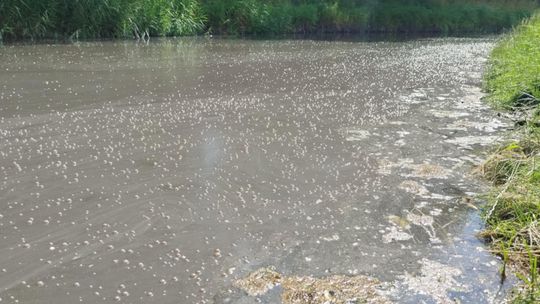 Interwencja radnego Marcina Łopackiego na rzece Uherce i na zbiorniku w Stańkowie [GALERIA ZDJĘĆ]