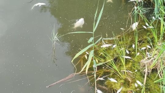 Interwencja radnego Marcina Łopackiego na rzece Uherce i na zbiorniku w Stańkowie [GALERIA ZDJĘĆ]