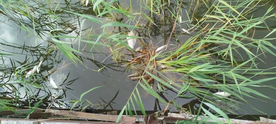 Interwencja radnego Marcina Łopackiego na rzece Uherce i na zbiorniku w Stańkowie [GALERIA ZDJĘĆ]