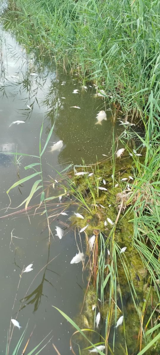 Interwencja radnego Marcina Łopackiego na rzece Uherce i na zbiorniku w Stańkowie [GALERIA ZDJĘĆ]