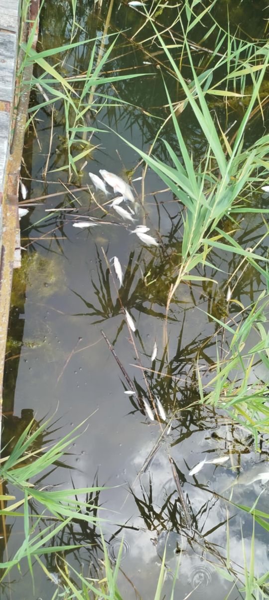 Interwencja radnego Marcina Łopackiego na rzece Uherce i na zbiorniku w Stańkowie [GALERIA ZDJĘĆ]