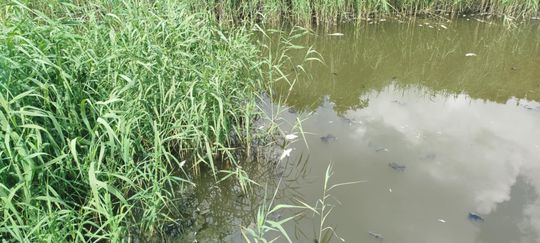 Interwencja radnego Marcina Łopackiego na rzece Uherce i na zbiorniku w Stańkowie [GALERIA ZDJĘĆ]