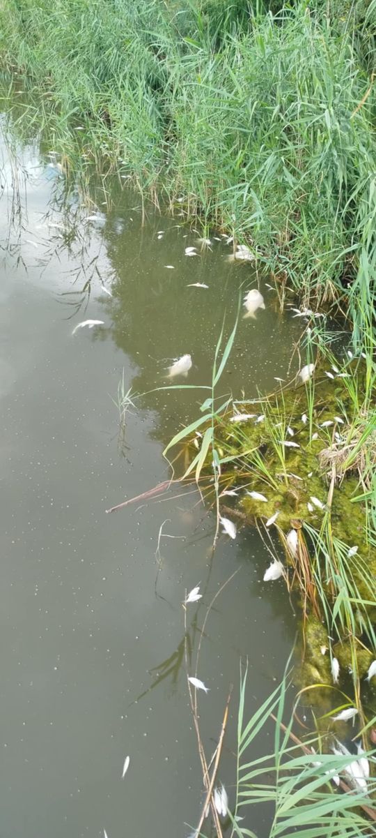 Interwencja radnego Marcina Łopackiego na rzece Uherce i na zbiorniku w Stańkowie [GALERIA ZDJĘĆ]